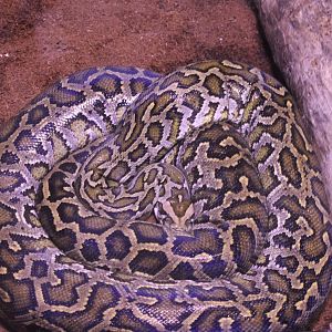 Burmese python