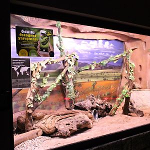 Enclosure Blue-tailed monitor