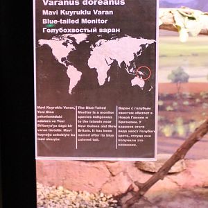 Sign Blue-tailed monitor