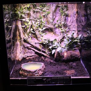 Enclosure African bullfrog