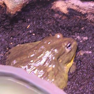 African bullfrog