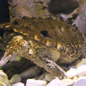 Alligator snapping turtle - Backside