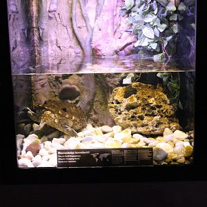 Enclosure Alligator snapping turtle