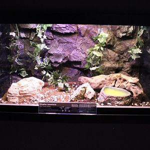 Enclosure Beauty rat snake