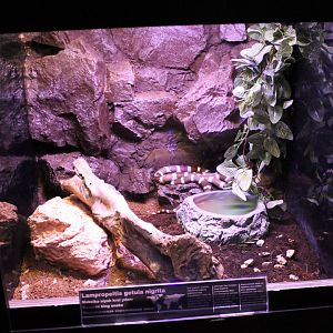 Enclosure Mexican king snake