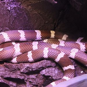 Mexican king snake