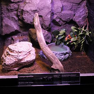 Enclosure Campbell king snake