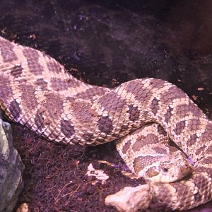 Western hognose snake