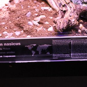 Sign Western hognose snake