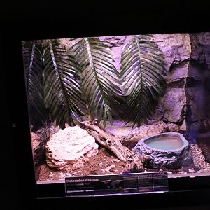 Enclosure Western hognose snake