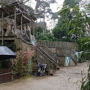 Viewing-area Elephant