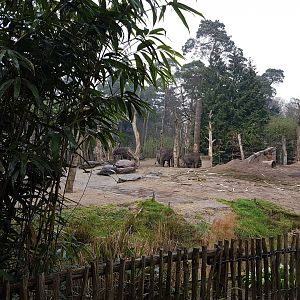 Part Asian elephant-enclosure