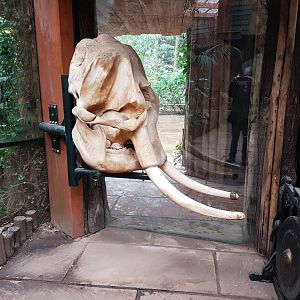 Elephant-skull