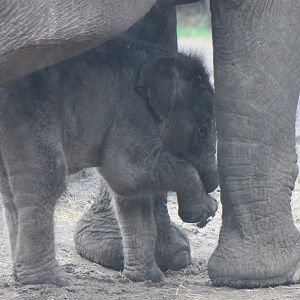 Yunha - Born March 25 2017