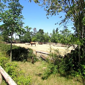 Bison enclosure - July/2017