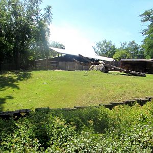 Takin enclosure - July/2017