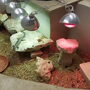 Skink/ Plated Lizard Species ID?