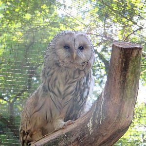 Owl first - July/2017