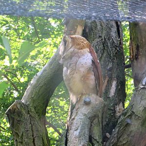 Owl second - July/2017