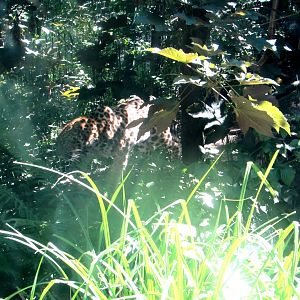 Amur Leopard - July/2017