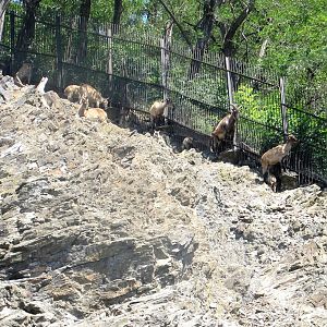 Himalayan Thars herd - July/2017
