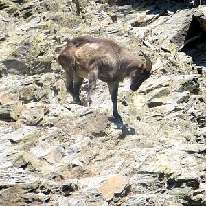 Himalayan Thar - July/2017