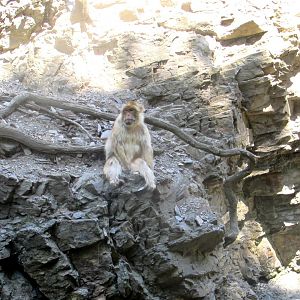 Barbary Macaque - July/2017