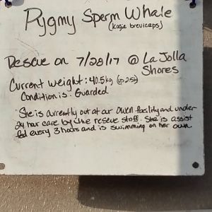 Status of rescued pygmy sperm whale