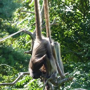 Brown Spider Monkeys, August 2017