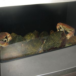 Nordsøen Oceanarium - "The sea observatory" - Edible crab tank