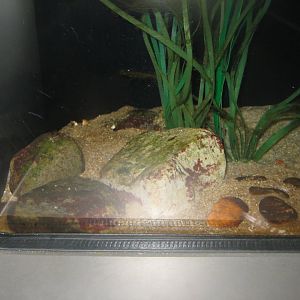 Nordsøen Oceanarium - "The sea observatory" - Butterfish tank