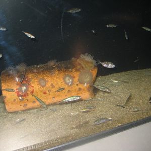 Nordsøen Oceanarium - "The sea observatory" - Stickleback tank