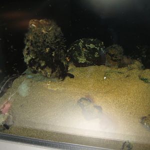 Nordsøen Oceanarium - "The sea observatory" - Dragonet tank