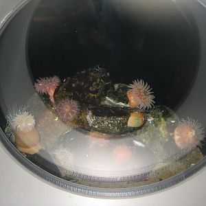 Nordsøen Oceanarium - "The sea observatory" - Sea anemone tank
