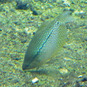 Pearl Gourami (Trichogaster leerii)