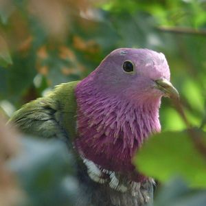 Pink-headed Fruit Dove