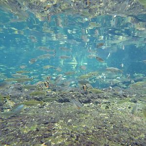 Fish in the Batagur tank