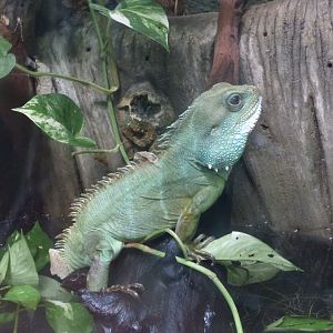 Asian Water Dragon