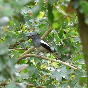 Oriental Magpie-Robin