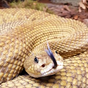 Crotalus basiliscus