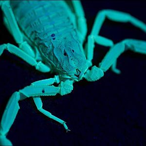 Deathstalker scorpion (Leiurus quinquestriatus)