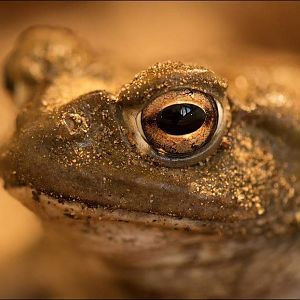 Colorado river toad