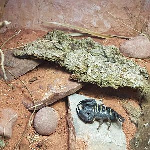 Hadogenes paucidens exhibit