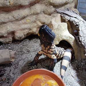 Gila monster enjoying its favourite dish