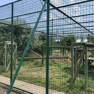 Jaguar (exhibit) : WHF Big Cat Sanctuary : 21 Jul 2017