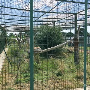 Jaguar (exhibit) : WHF Big Cat Sanctuary : 21 Jul 2017