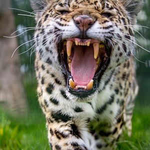 Jaguar : WHF Big Cat Sanctuary : 04 May 2017