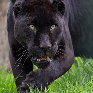 Jaguar : WHF Big Cat Sanctuary : 04 May 2017