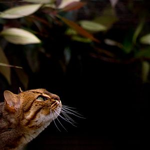 Rusty-spotted cat : WHF Big Cat Sanctuary : 04 May 2017