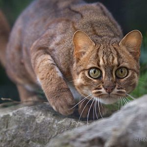 Rusty-spotted cat : WHF Big Cat Sanctuary : 04 May 2017